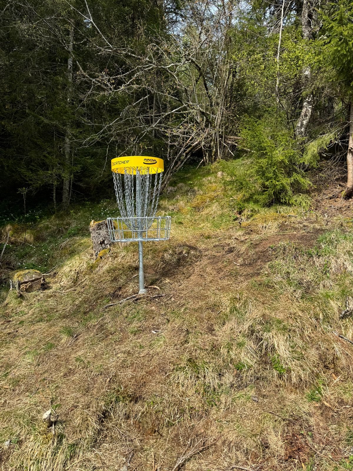 Discgolfkurv i skogkanten på Granlund discgolfbane