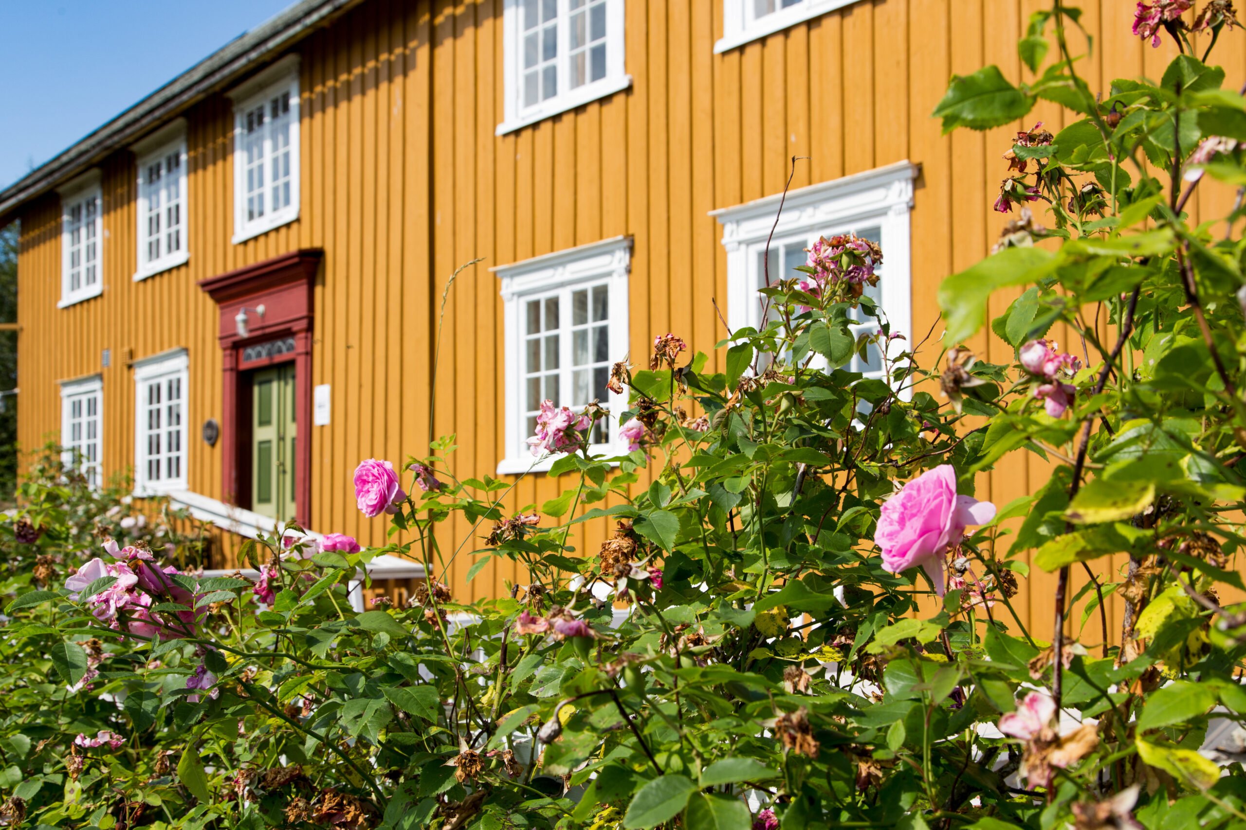 Gult trehus med rosebusker i blomst foran